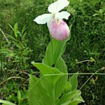 Showy Lady Slipper