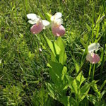 More Showy Lady Slippers