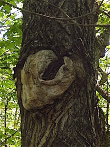 tree_burl