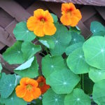 nasturtiums