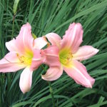 Pink Lilies