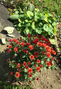 Mums in the gardens