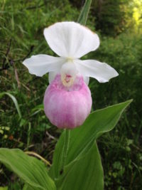 Surprised by a Showy Lady Slipper