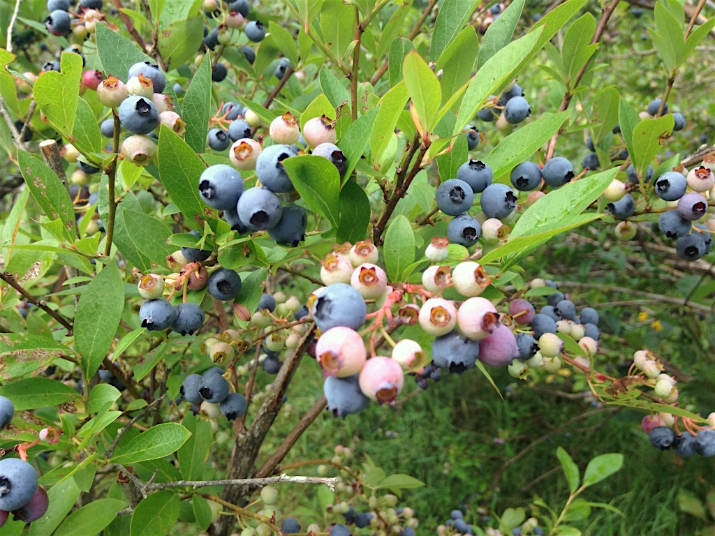 Blueberries, Beans, and Zucchini