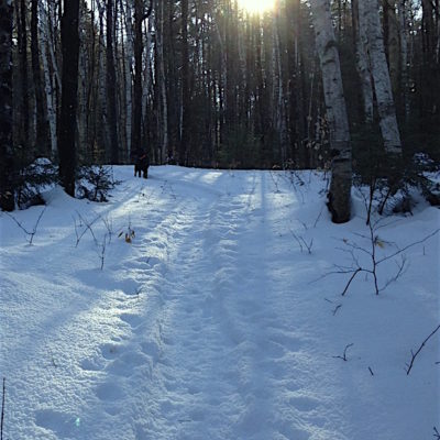 snowy path in the woods