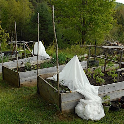 raised beds planted