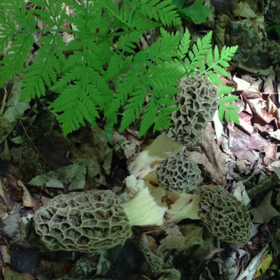 morels