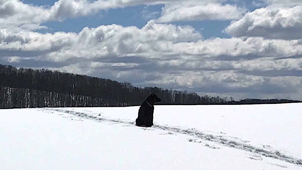 Spring Snowshoe to the Upper Field